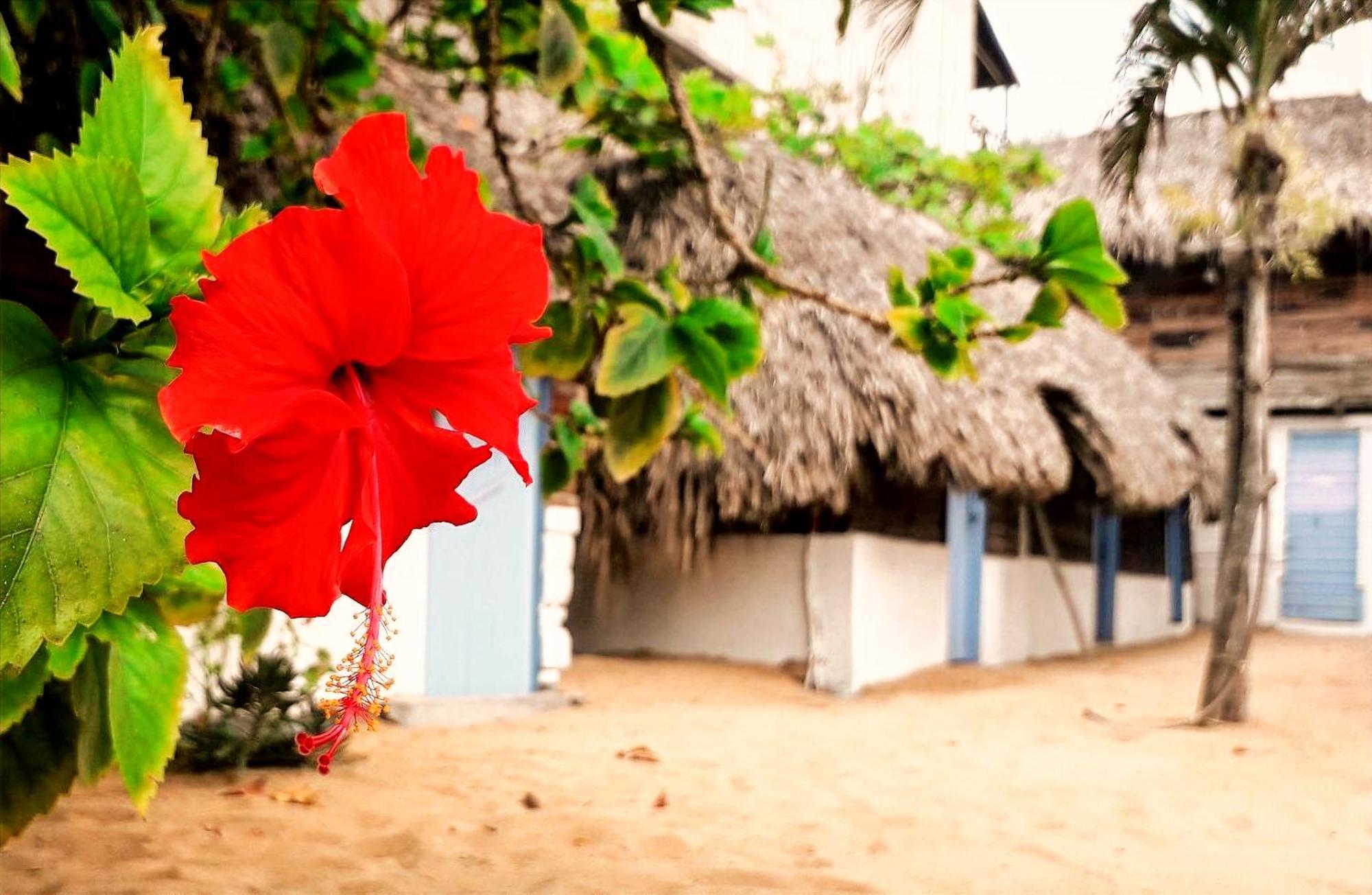 Ballelita Zipolite Exterior photo